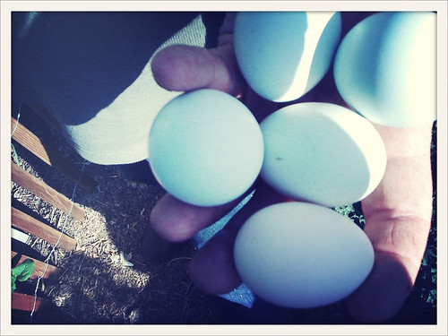 John's eggs :)