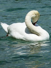 S is for swan