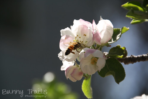 132-apple blossom bee