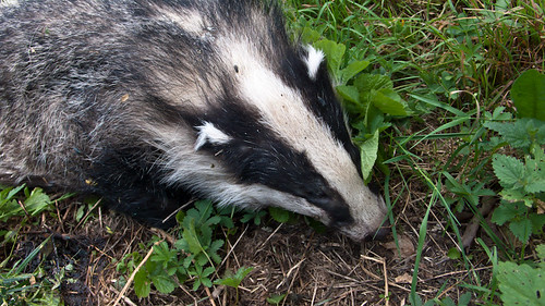 Badger, killed
