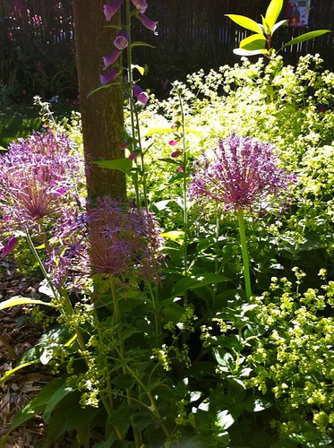 alium in the lady's mantle