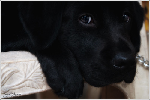 Tammy - black Labrador Retriever pup