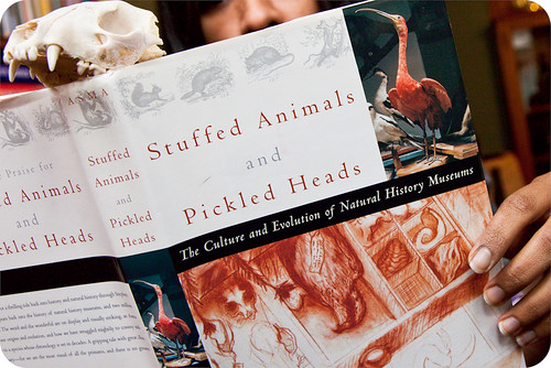 Image result for stuffed animals and pickled heads asma book