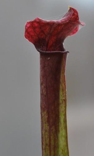 Sarracenia mitchelliana x 'Wilkerson's Red'