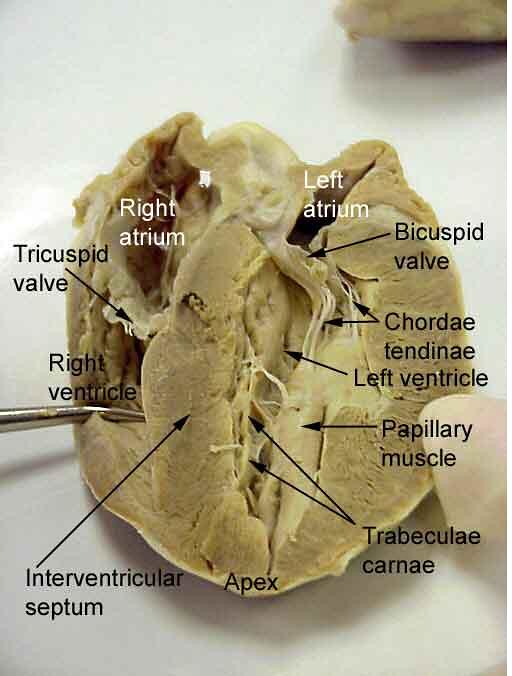 Dissected Sheep Heart