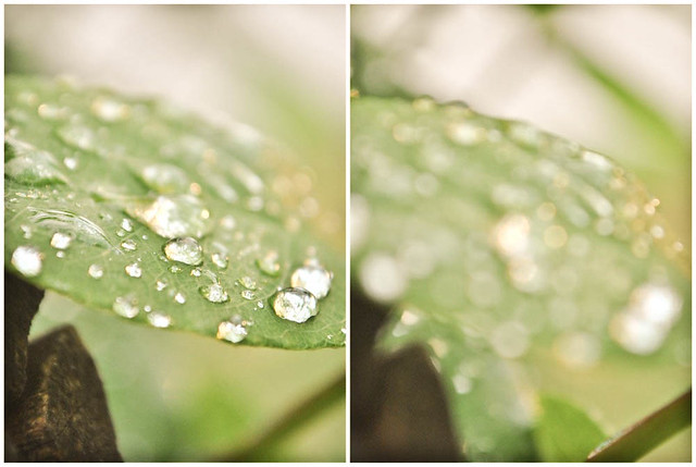 water droplets diptych