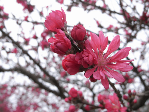 春の花々＠明日香村-36
