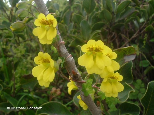 Detalle de las flores de malla <i>Tropaeolum brachyceras</i> con sus ptalos amarillos con puntos prpura a lo largo de sus venas, fotografa tomada en Los Molles, regin de Valparaso.