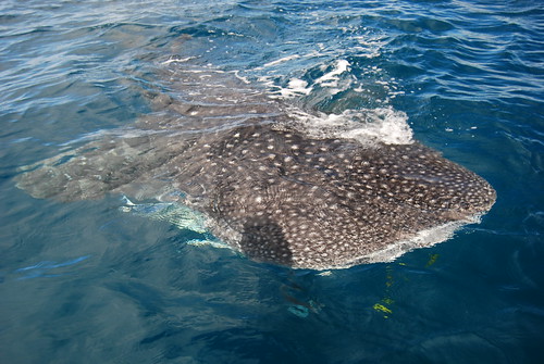 The first whale shark of 2011 was spotted in the Ningaloo Marine Park last week  (2).jpg