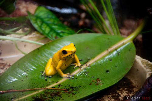 Yellow Amphibian by cleber, on Flickr