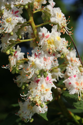 Chestnut Tree Flowers
