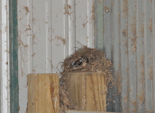 carolina wren nest