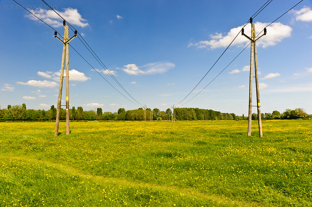 Symetrical electricty pylons running through a yellow buttercup meadow.