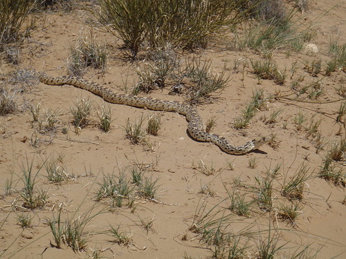 Snake on Trail