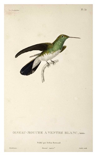 025-Les Trochilidées ou les Colibris et les Oiseaux-Mouches… 1832- René Primevère Lesson- DGZ–Göttinger Digitalisierungszentrum