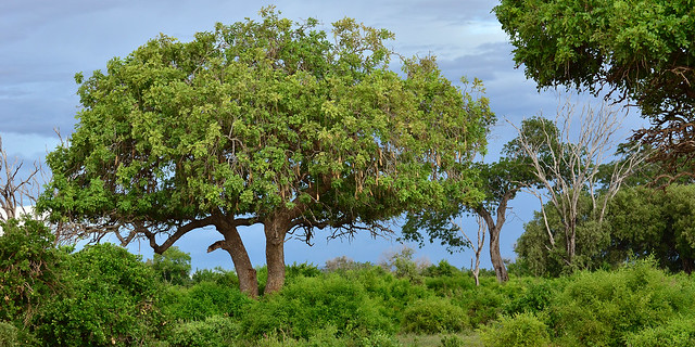 Savanna tree