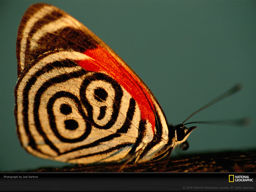 callicore-neglecta-butterfly-sartore-977211-lw