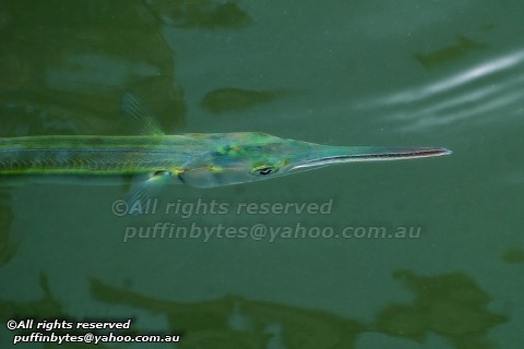 Spot-tailed Needlefish - Strongylura strongylura