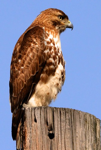 Charles river red tail Cambridge