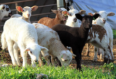 Gang of lambs