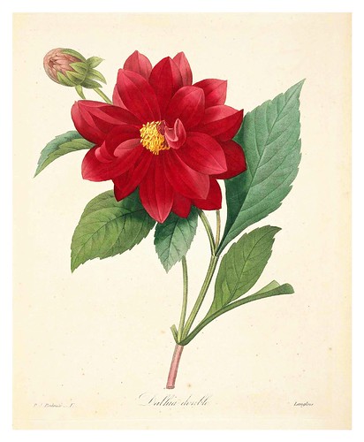 002-Dalia Doble-Choix des plus belles fleurs…1827- P.J.Redoute