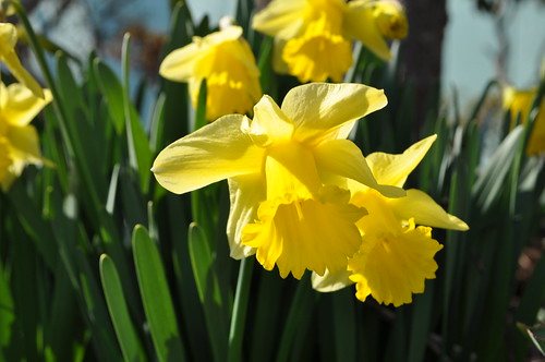 Trumpet narcissuses