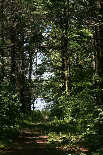 The Lake Through The Trees