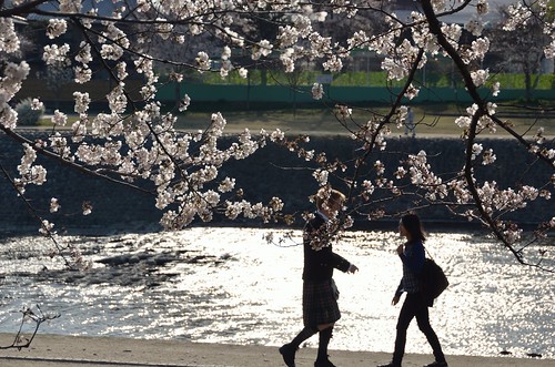 Cherry blossom 2011