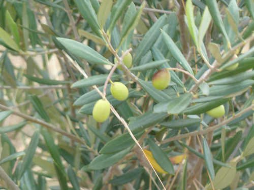 olive grove - 2
