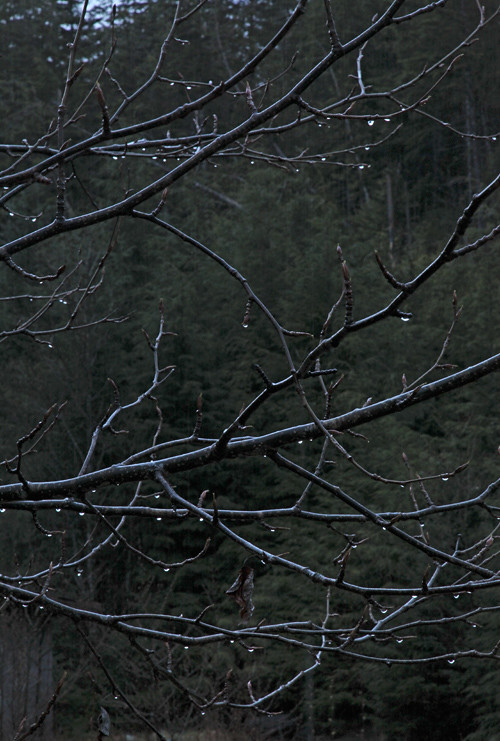rain drops on tree branches, Kasaan, Alaska