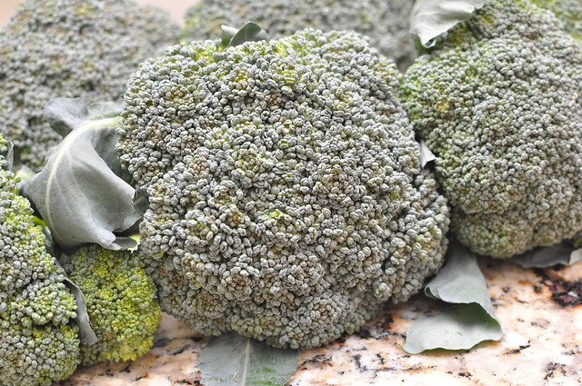 Freezing Broccoli
