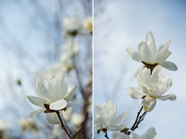 White Magnolia Diptych