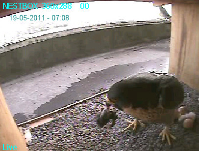 7:08 First view of first chick