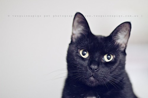 Mr Big the black cat by twoguineapigs pet photography, cat photographer