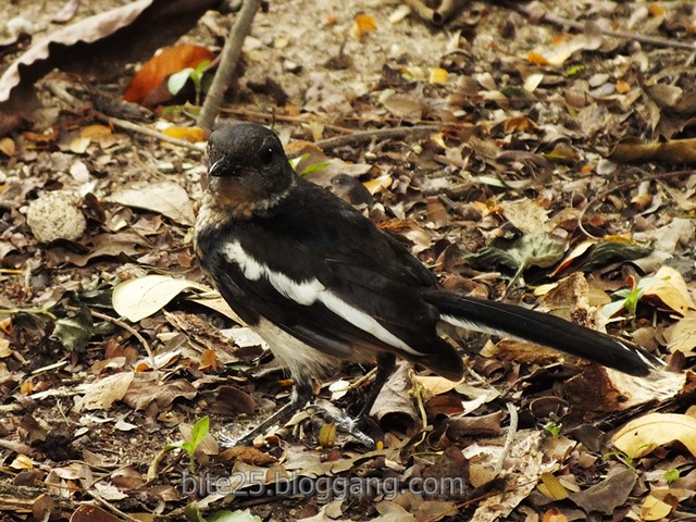 ҧࢹҹ Oriental Magpie Robin