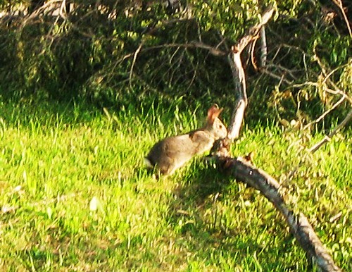 A local Bunny Rabbit hopping around.  Elmwood Park Illinois USA. June 2011. by Eddie from Chicago