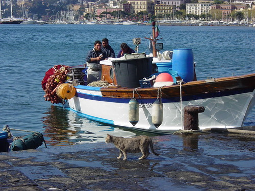 Cat In Italy. Cat checks out a fishing boat