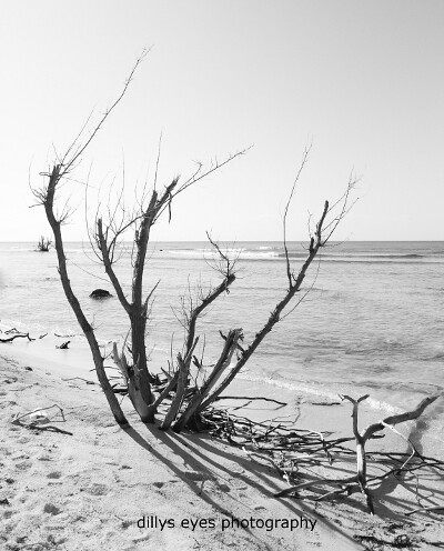 Lifeless beach by sirpannist