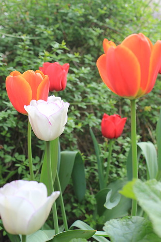 Tulips in the Garden