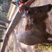 Samba deer@ Nagarahole-101_2461