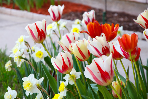 2011 Tulips