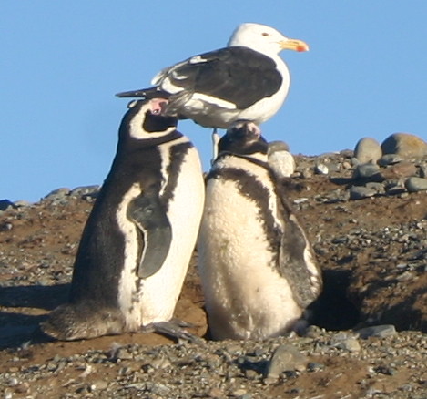 penguinandbird by MelNicole photos