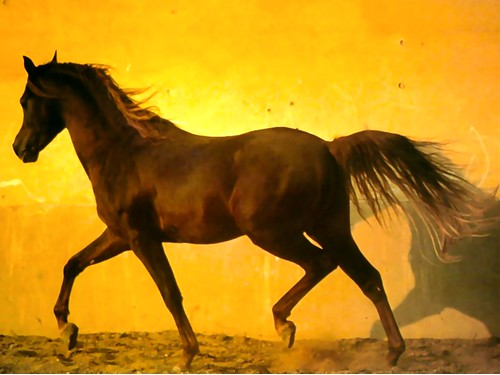 horses wallpaper horse backgrounds. Cute Horse wallpapers