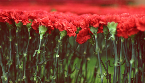 The Revolt Of Carnations by Fabio Ricco
