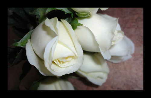 Flickr Discussing Concurso N 65 CERRADO Rosas blancas Z za Lemos in 