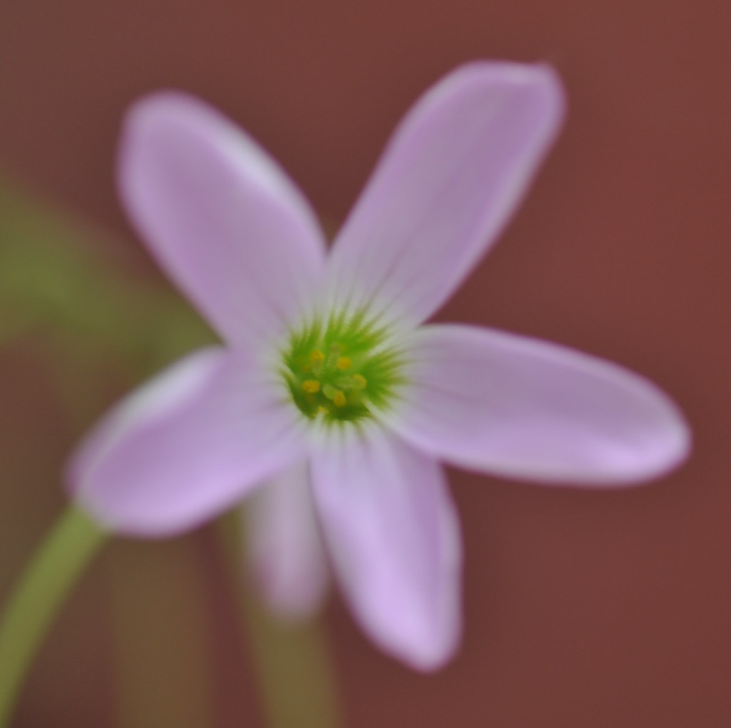 Oxalis Triangularis 紫叶酢浆草的花 ...
