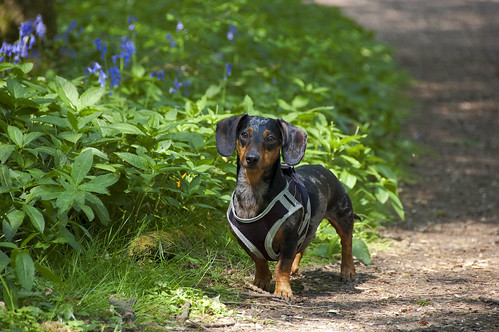Cooper on the Bluebell Trail