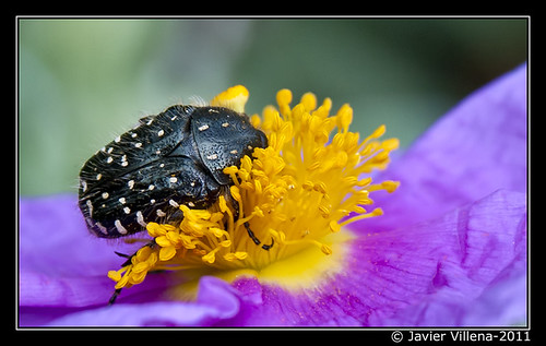Escarabajo (?) en estambres by Javi W