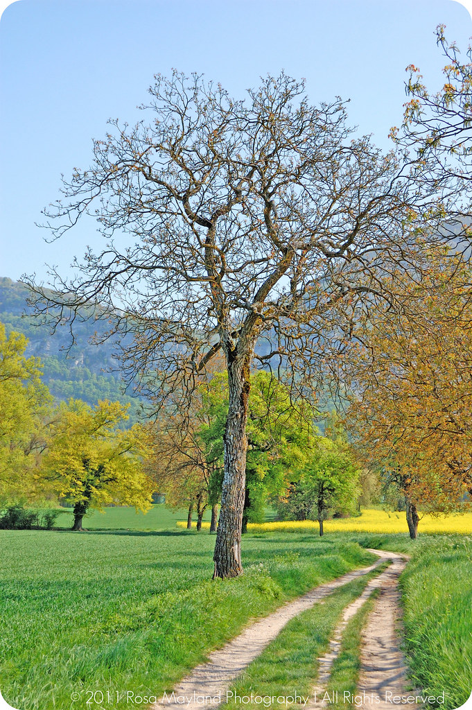 April-May Path Tree 1 bis