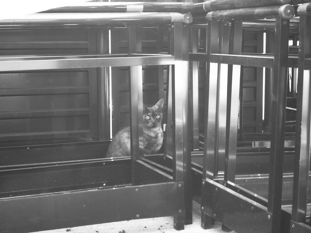 Today's Cat@2011-05-05